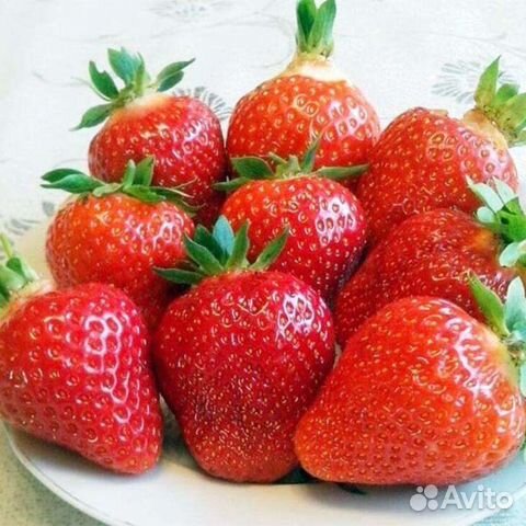 Саженцы ремонтантной клубники Фурор