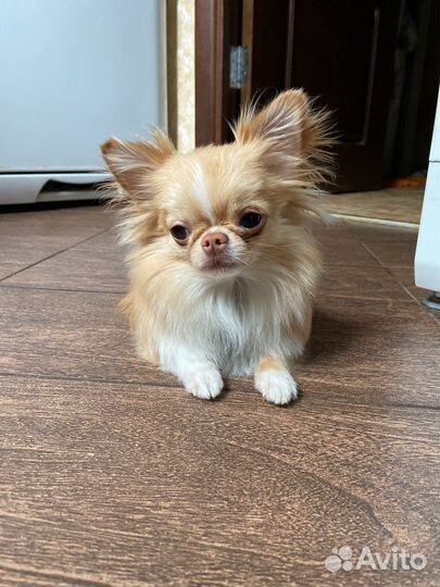 Передержка собак