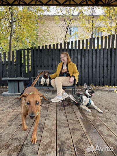 Услуги кинолога