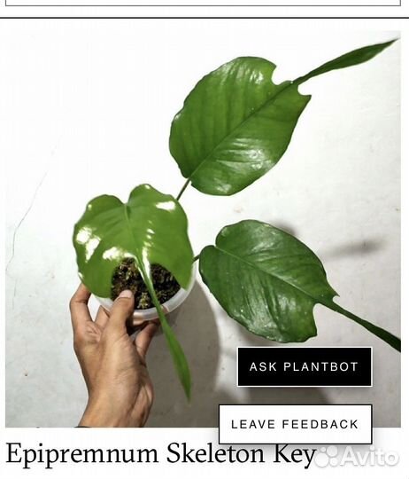 Эпипремнум Скелетон Кей (сциндапсус)