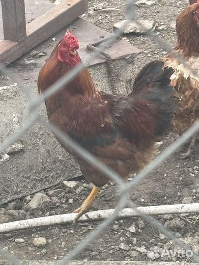 Петух домашний