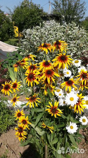 Многолетники