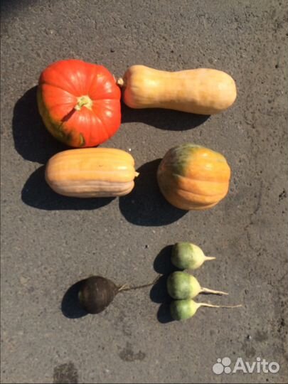 Свекла столовая, редька, тыква, капуста 2023
