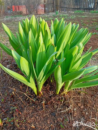 Декоративный лук