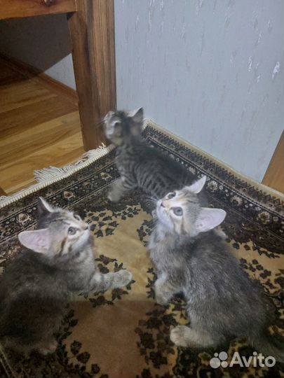 Котята кошечки дикого раскраса в добрые руки