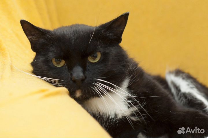 Моисей ищет дом