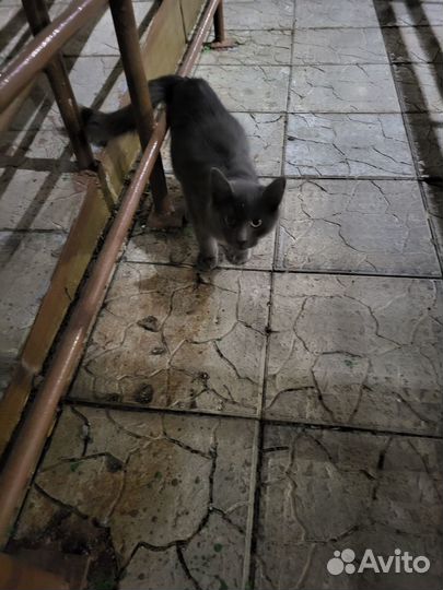 Найдена кошка