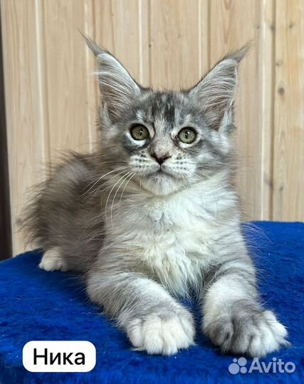 Котята мейн-кун
