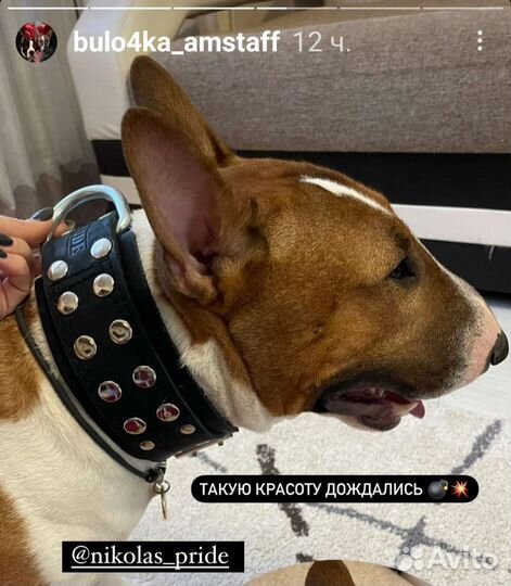 Ошейники, шлейки, поводки для собак