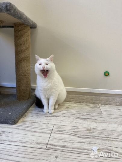 Кошка Фета в добрые руки