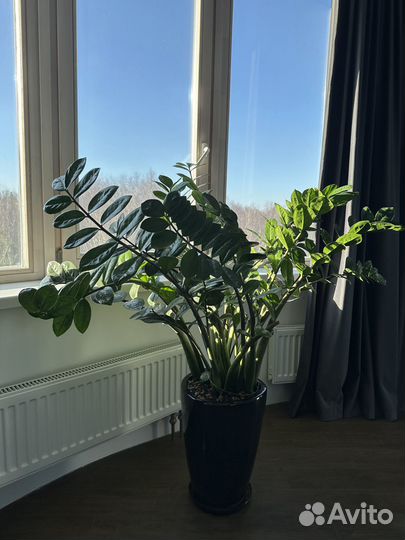 Замиокулькас в горшке