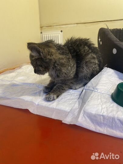 Котёнок 1,5 месяца