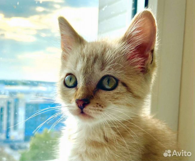 Кошечка-сиамка 1,5 месяца