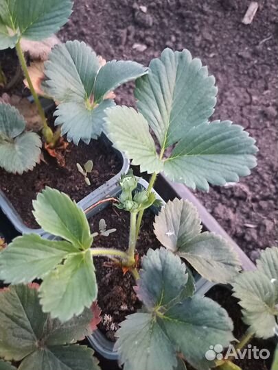 Продам усы клубники