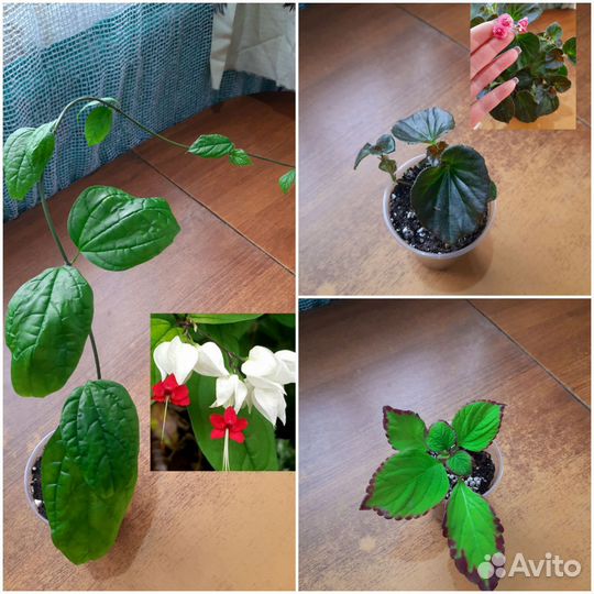 Комнатные цветы