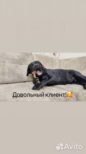 Лакомства для собак «Рога лося»