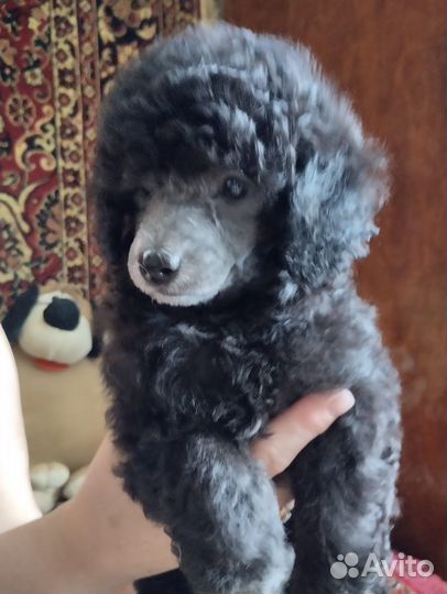 Щенки карликового пуделя