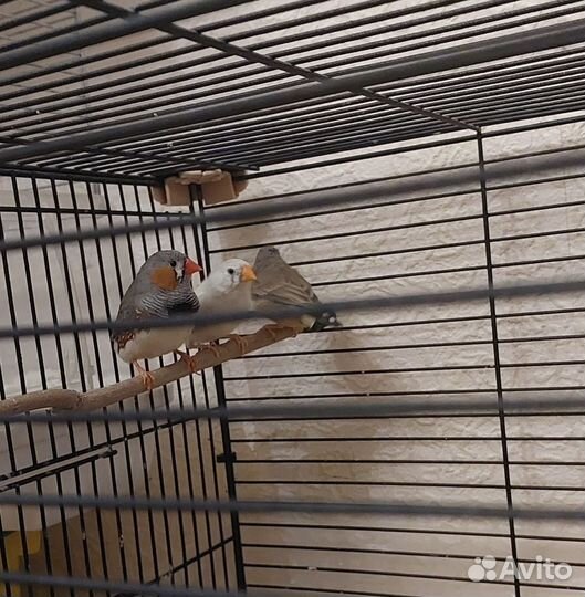 Зебровые амадины