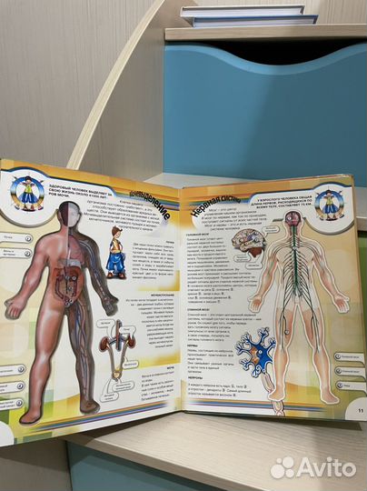 Тело человека