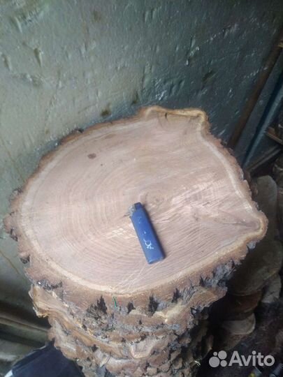 Спилы дуб берёза ильм