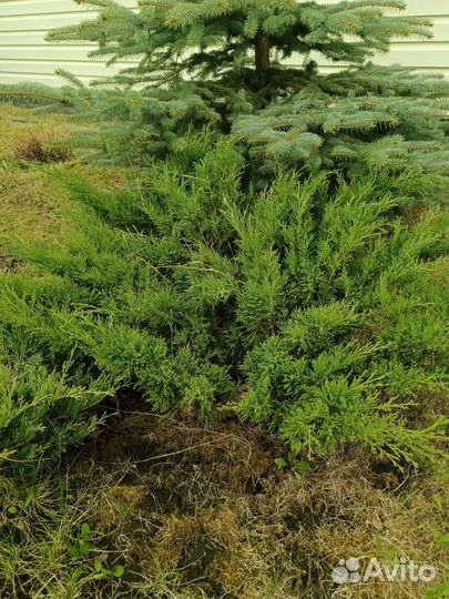 Хвойные растения и не только