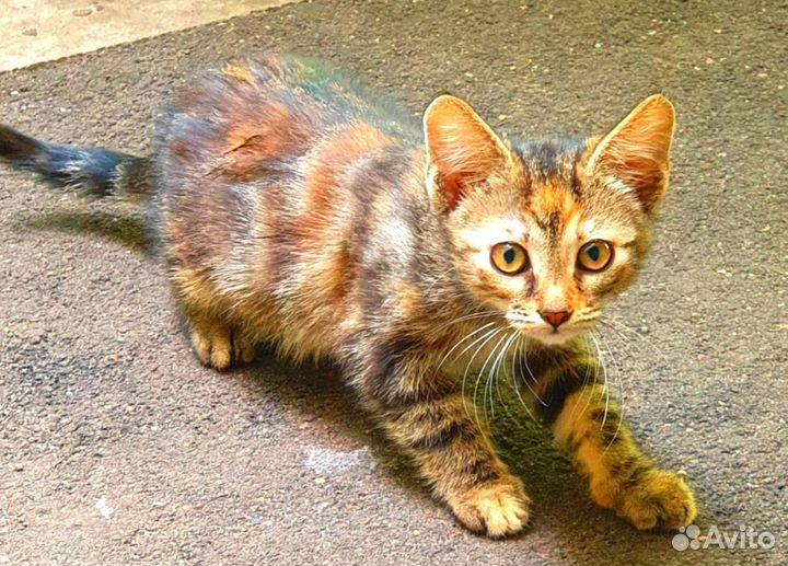 Кошечка в добрые руки