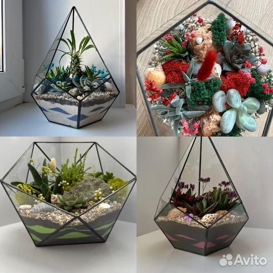 Комнатные растения цветы