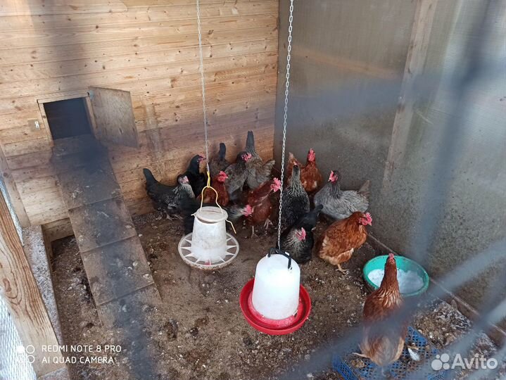 Домашние куриные яйца