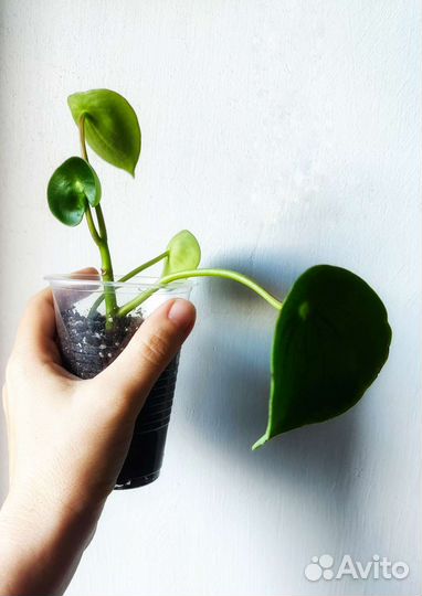 Комнатные растения