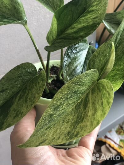 Сциндапсус