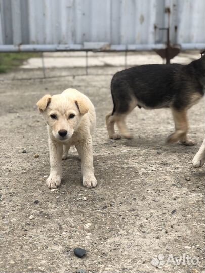 Щенки в добрые руки