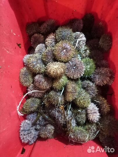 Живые Морские ёжики и гребешки