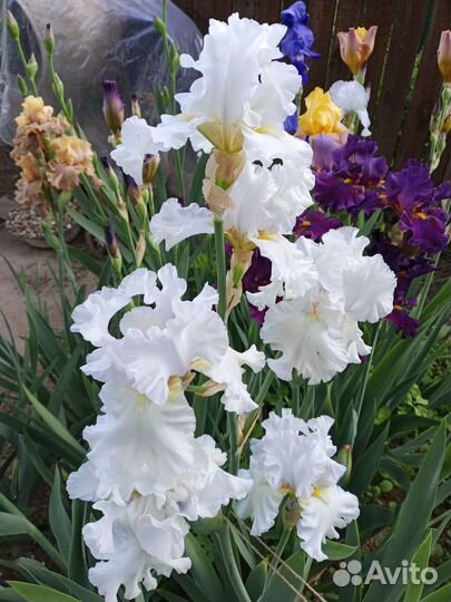 Ирисы бородатые сортовые