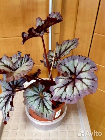Бегония декоративно лиственная