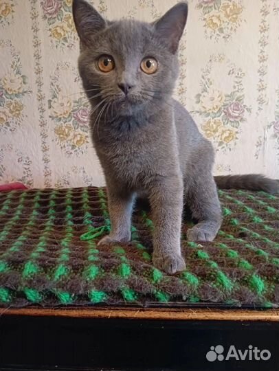 Русская голубая