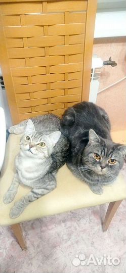 Котенок шотландский