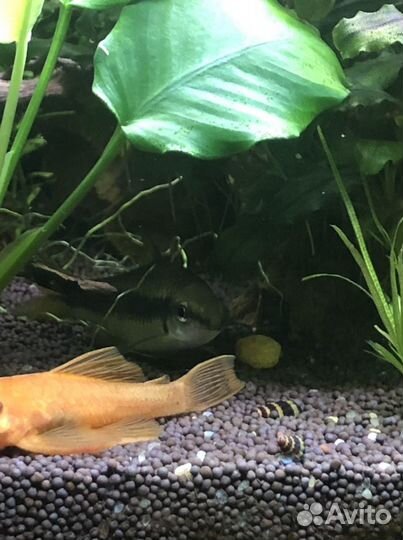 Сомик анцитрус