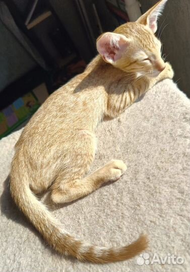 Ориентальный котик