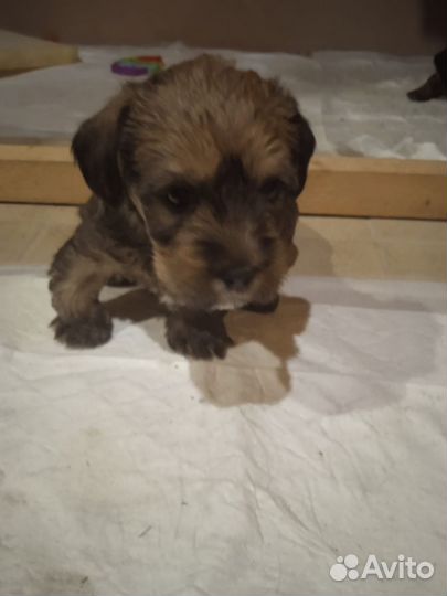 Щенки Йорк с Таксой