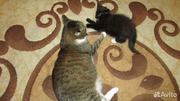 Молодая умная Кошечка от кошки цвет темный шоколад