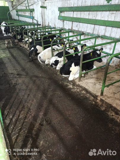 Телята бычки