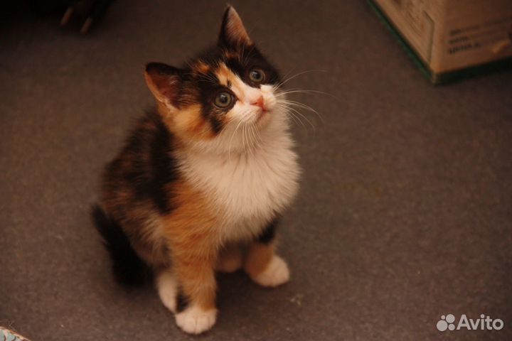 Котенок девочка