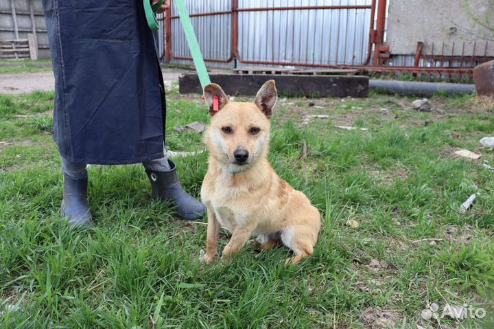 Маленькая собака в добрые руки отдам бесплатно