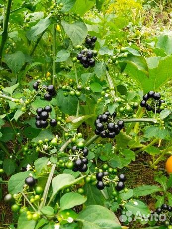 Черника форте семена