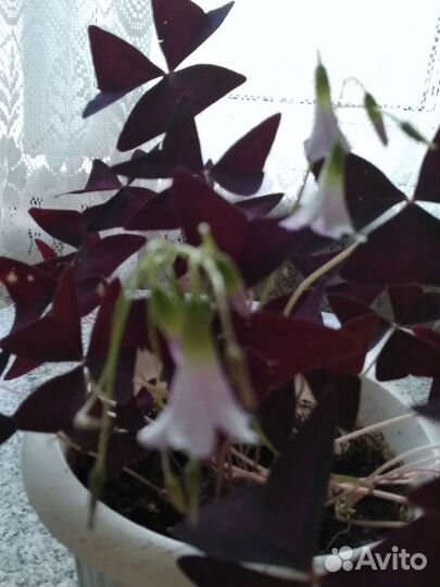 Алоэ,золотой ус