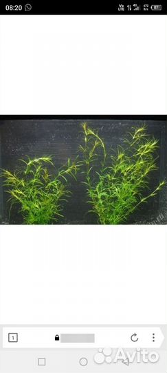 Аквариумные растения