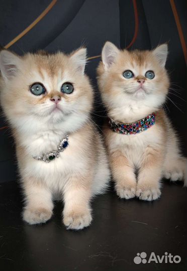 Драгоценные окрасы