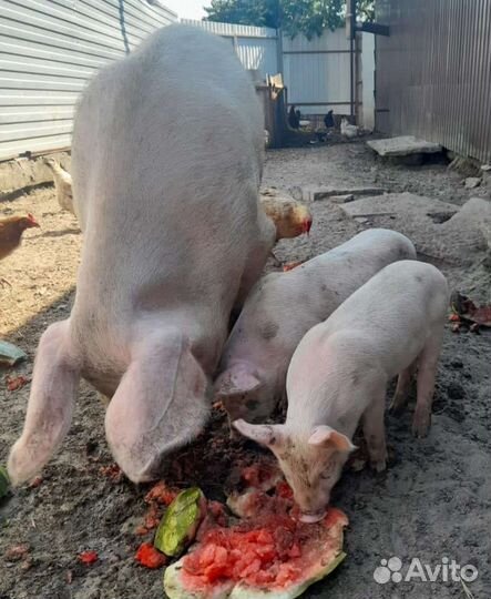 Поросята ландрас