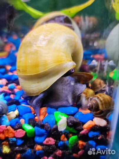Улитки аквариумные ампулярии