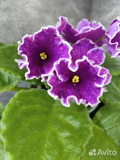 Сортовые фиалки цветущие
